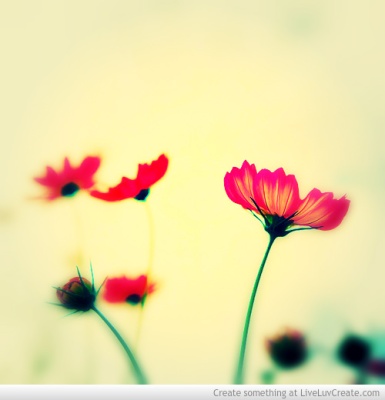 filtered_daisy_flower-710175